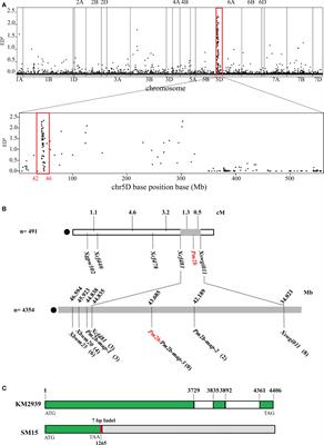 PM2b, a CC-NBS-LRR protein, interacts with TaWRKY76-D to regulate powdery mildew resistance in common wheat